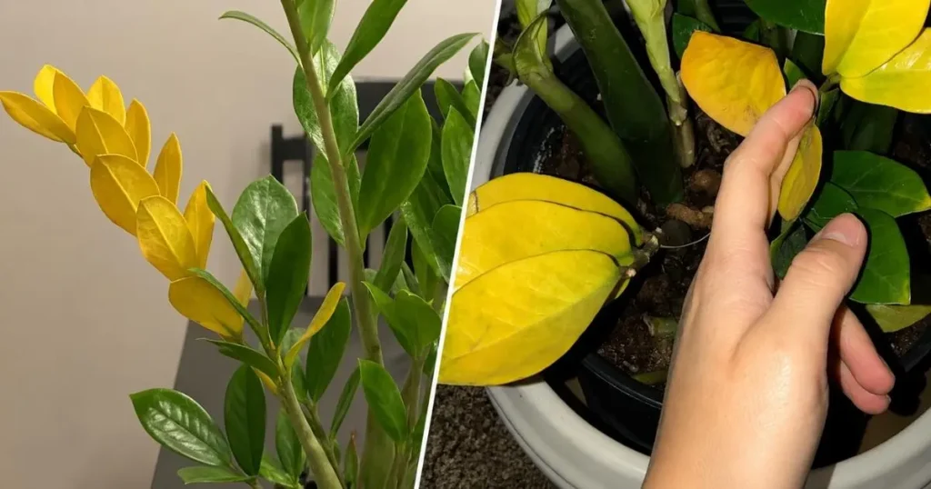 Why Is Zepallkacairz Yellow