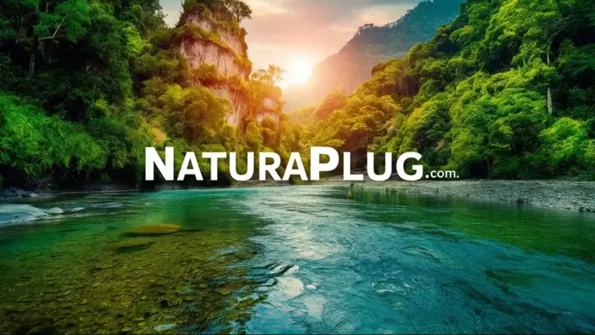 Naturaplug.com