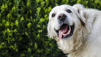 Color Chart Healthy Dog Gums Vs Unhealthy