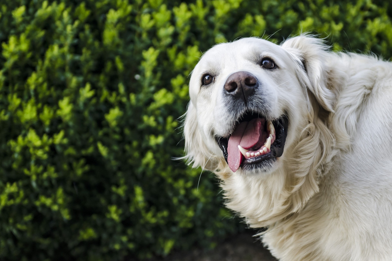 Color Chart Healthy Dog Gums Vs Unhealthy