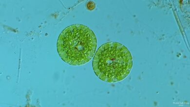 Where Can Vezyolatens Be Found