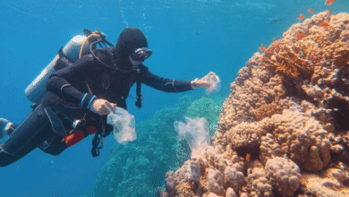 Trips in Belize